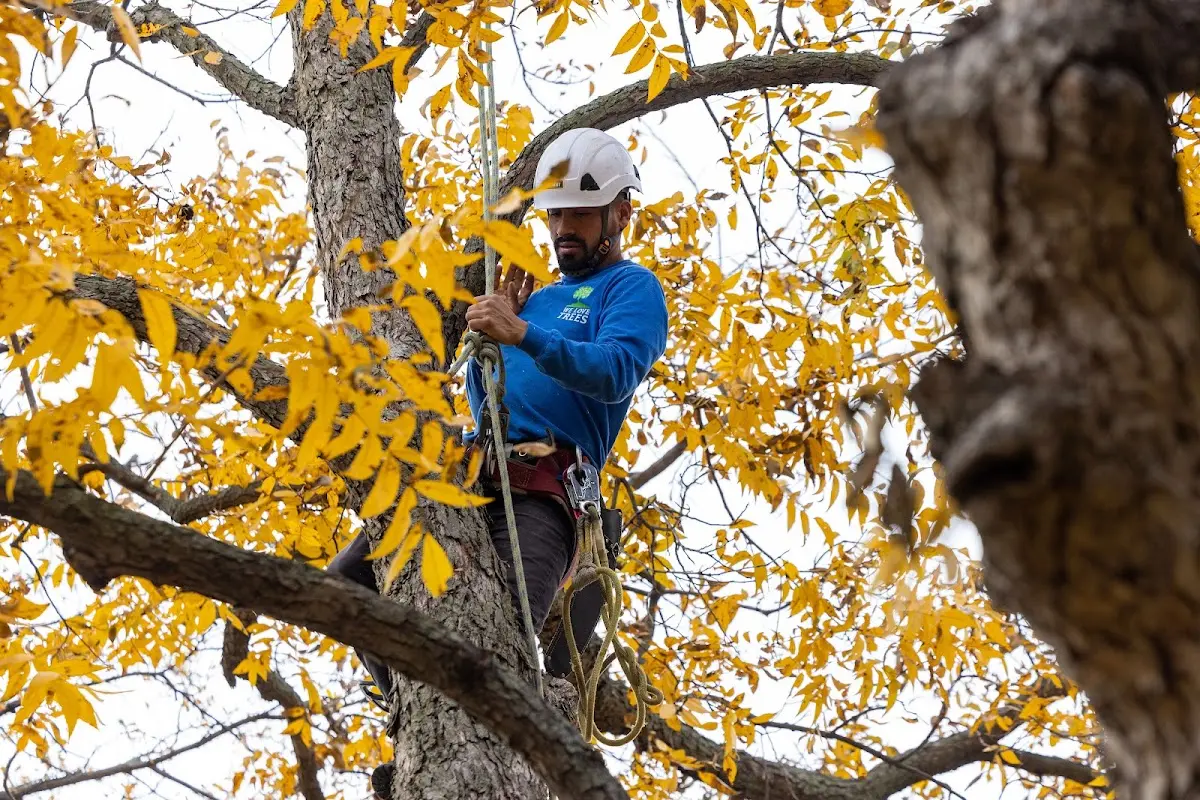 Skilled Storm Damage Cleanup crew working in Fults
