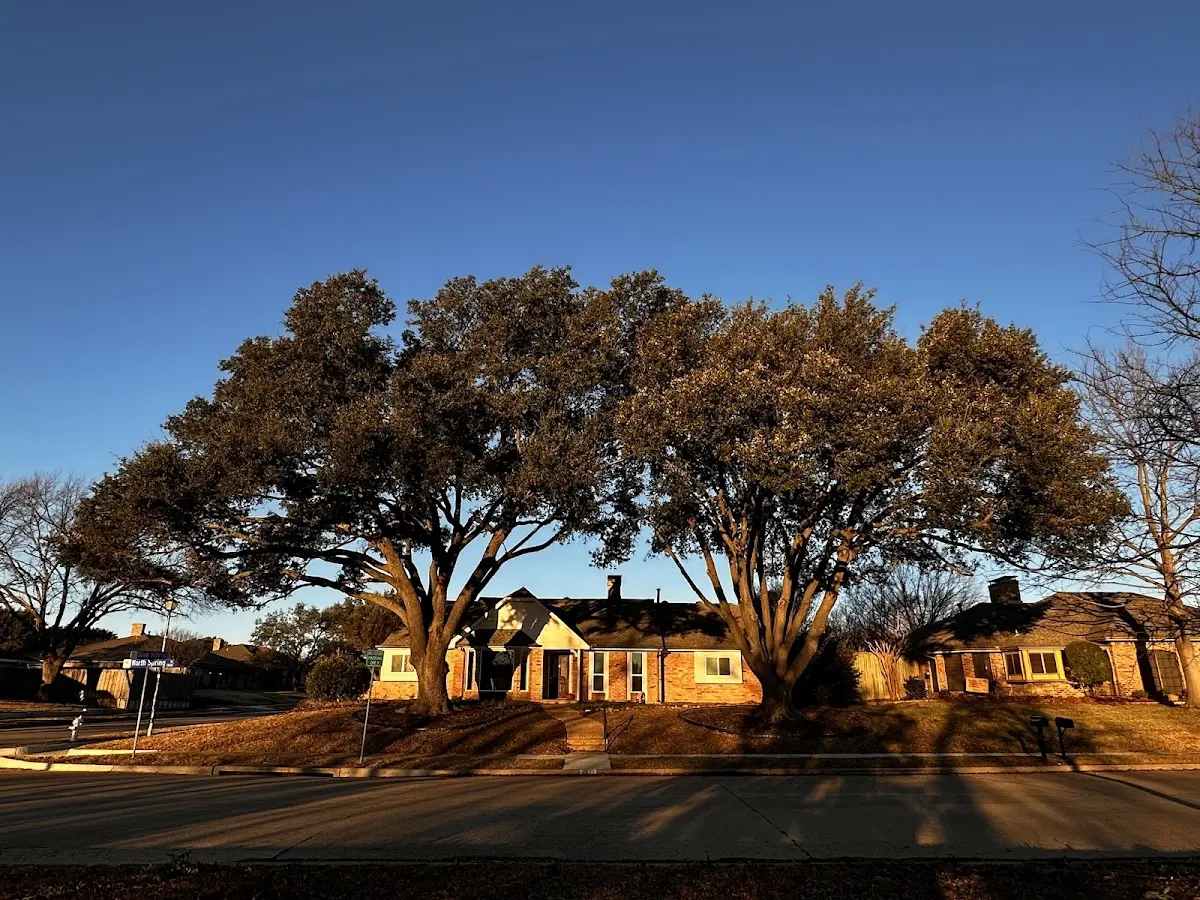 Established residential canopy tree shading a home in Fults